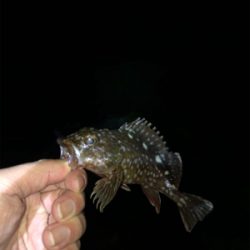 初穴釣りΣ（ﾟдﾟlll）