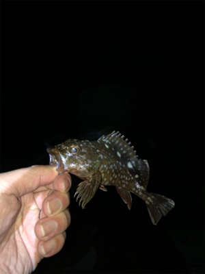 初穴釣りΣ（ﾟдﾟlll）