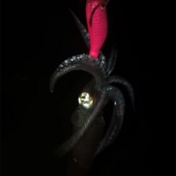 やっぱり渋くて寒いヒイカ釣り(＞＜)