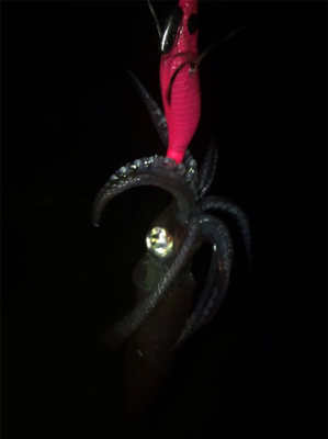 やっぱり渋くて寒いヒイカ釣り(＞＜)