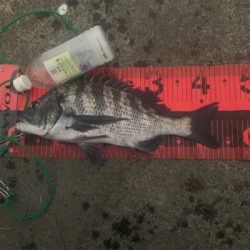 今年初のチヌが釣れました