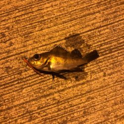 チビメバルばかり