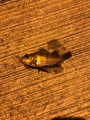 チビメバルばかり