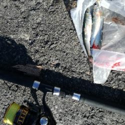 イワシは大量にいるが