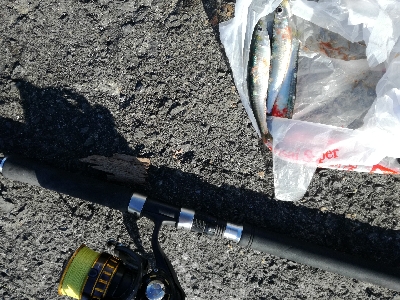 イワシは大量にいるが