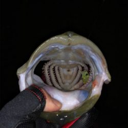 メバルプラッキングの予定が…