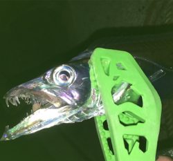 ターゲットには出会えず（苦笑）