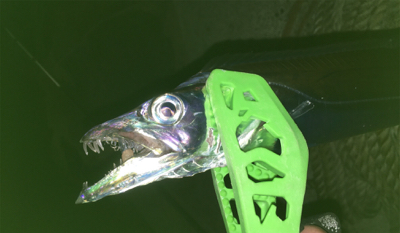 ターゲットには出会えず（苦笑）