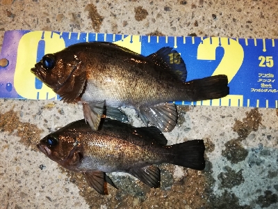 明石メバリング