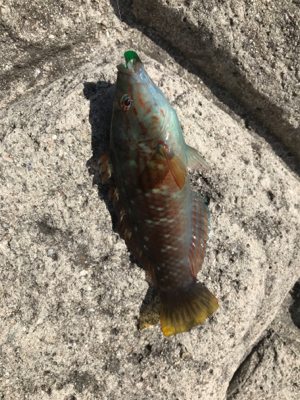 今年初淡路ライトゲーム