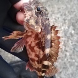 メバリング朝マズメ釣行