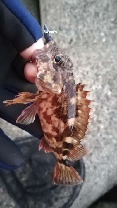 メバリング朝マズメ釣行