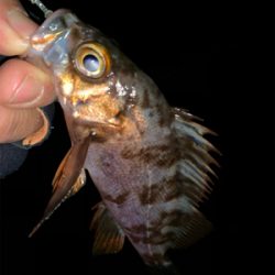 ホームポイント