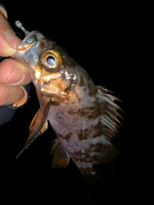 ホームポイント