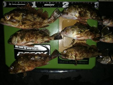 初釣り　メバリング