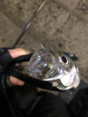 平戸アジング25cm級