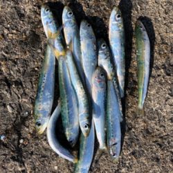 ブリ狙いがマイワシ狙いに…^_^笑