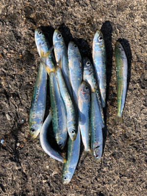 ブリ狙いがマイワシ狙いに…^_^笑