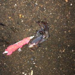 ヤリイカ釣りのち穴釣り