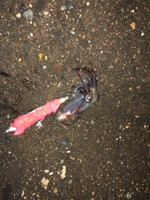 ヤリイカ釣りのち穴釣り