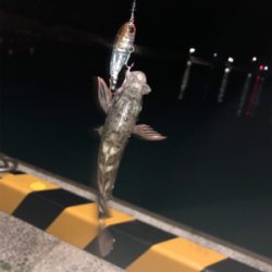 メバリングしてきました♪