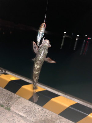 メバリングしてきました♪