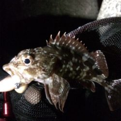 ガシリング釣果です(しれっと