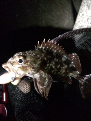 ガシリング釣果です(しれっと