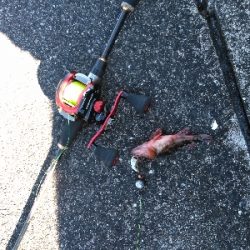 穴の中に何かが居る!