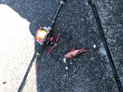 穴の中に何かが居る!