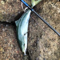 元旦のリベンジ。今年の初青物