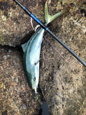 元旦のリベンジ。今年の初青物