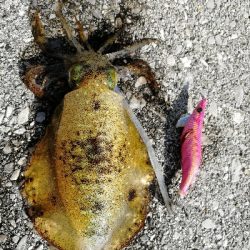 久しぶりエギング