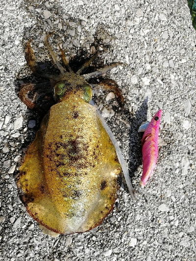 久しぶりエギング