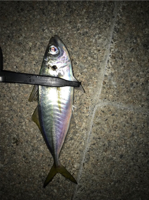 アジングで25cmのアジ