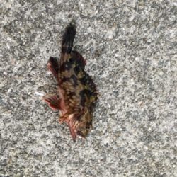 新年初アジング