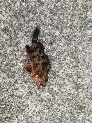 新年初アジング