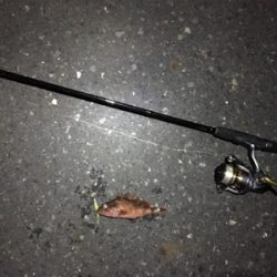 ガシラフィーバー