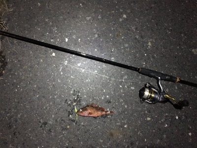 ガシラフィーバー