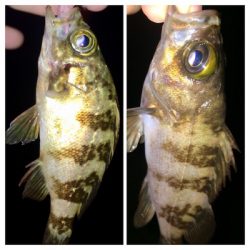 メバリンガー1810〜1851