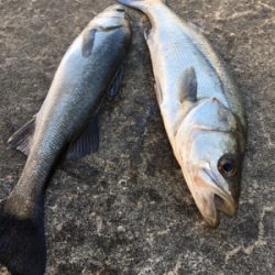 バチが表層に浮いていた