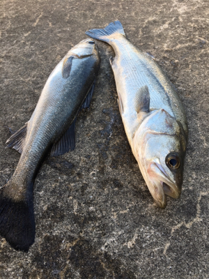 バチが表層に浮いていた