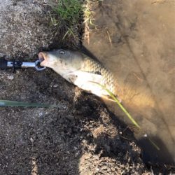 最近ハマりの釣り