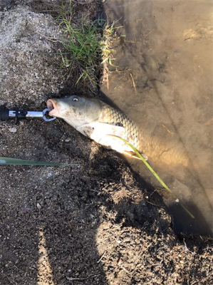 最近ハマりの釣り