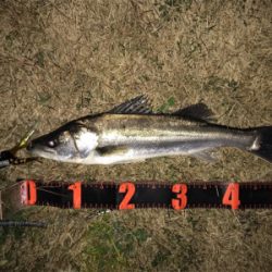 連日のシーバス