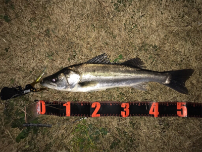 連日のシーバス