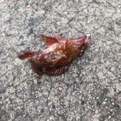 デイロックゲーム