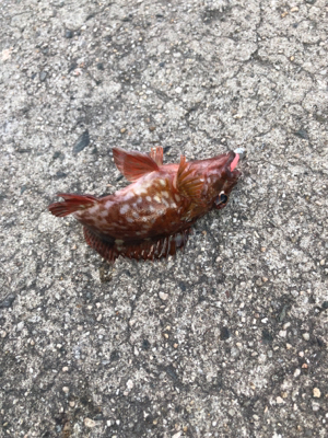 デイロックゲーム