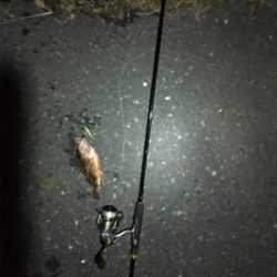 ノーメバル。イエスガシラ。