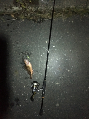 ノーメバル。イエスガシラ。